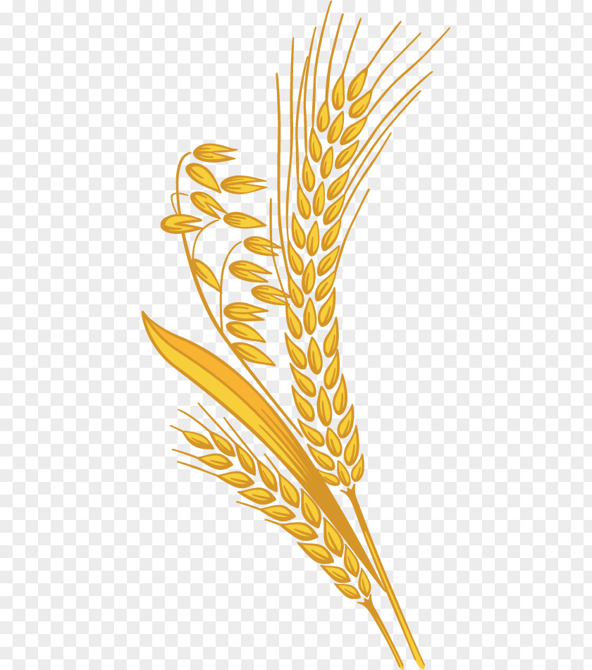 Millet Grain. Grain Clip Art PNG