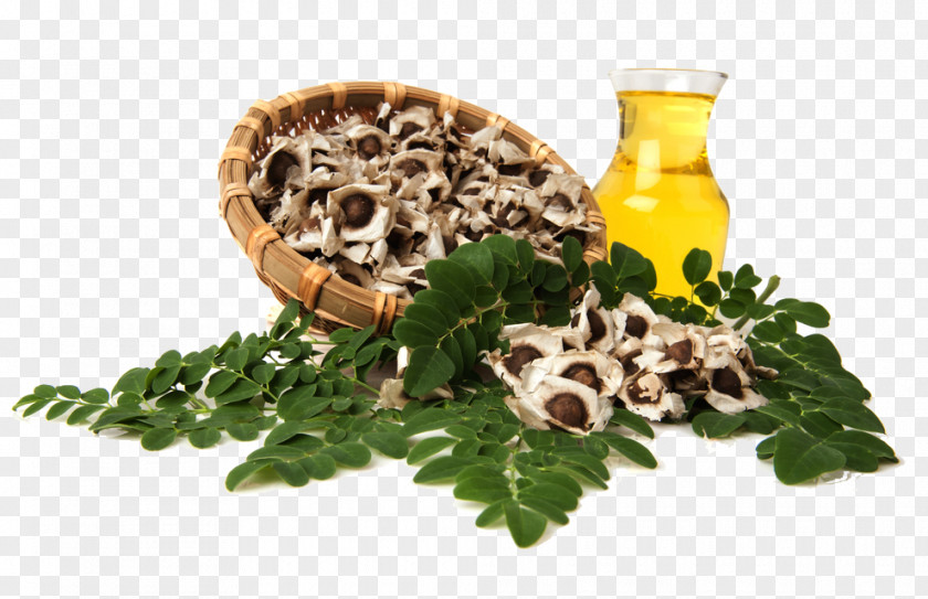 Oil Drumstick Tree Herb Ben Dietary Supplement PNG