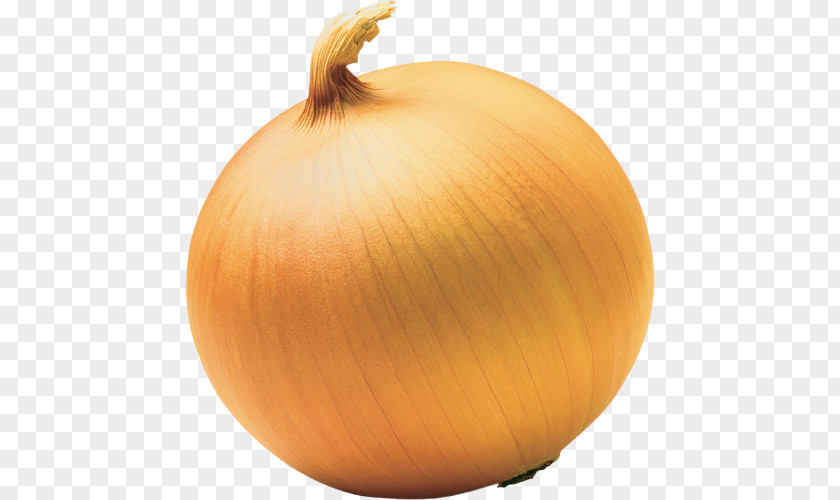 Onion PNG clipart PNG