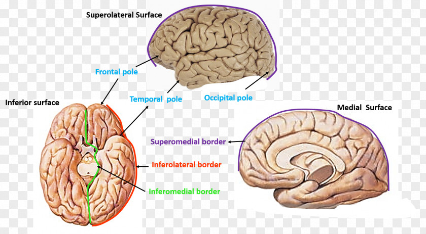 Brain Cerebrum Cerebral Hemisphere Occipital Lobe Frontal PNG