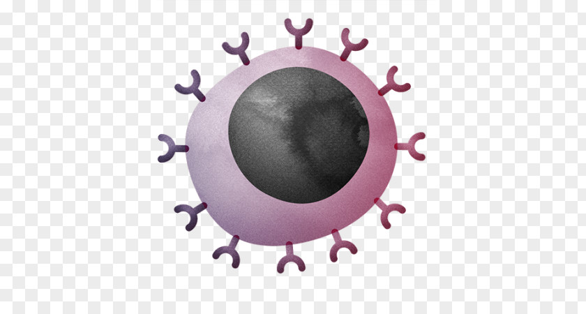 Immune System Cytotoxic T Cell Natural Killer PNG