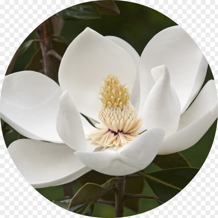 Magnolia Southern Stellata Flower Tree Evergreen PNG