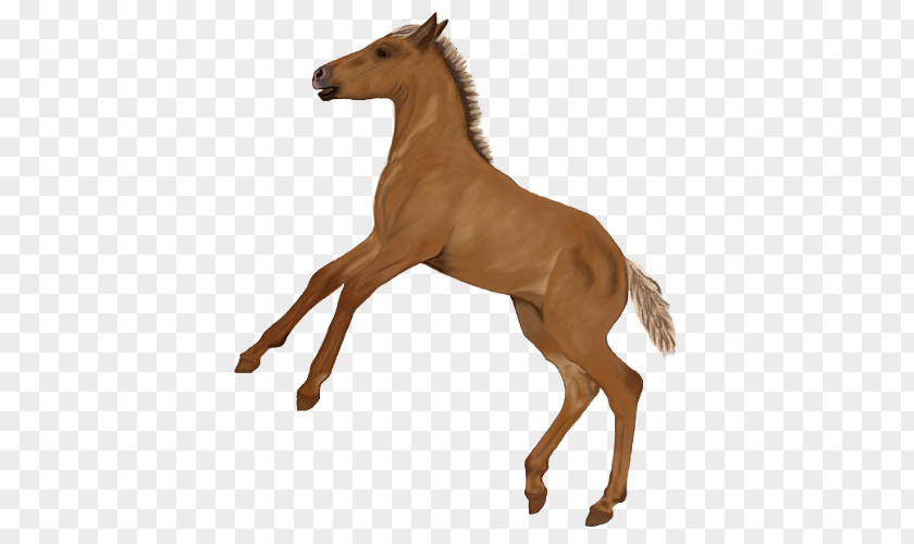 Mustang Foal Colt Stallion Rein PNG