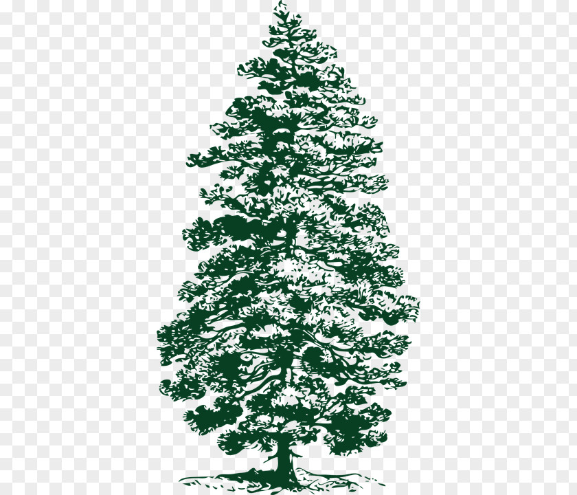 Nadelbaum Ponderosa Pine Evergreen Fir Clip Art PNG