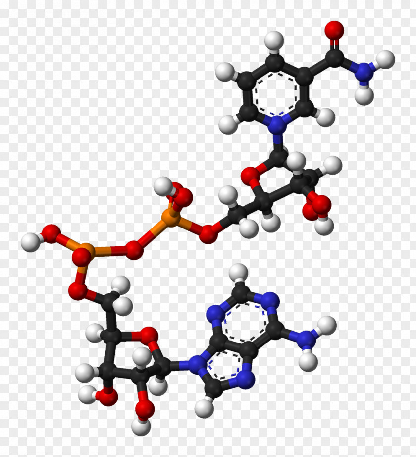 Nicotinamide Adenine Dinucleotide Dietary Supplement Coenzyme Flavin PNG