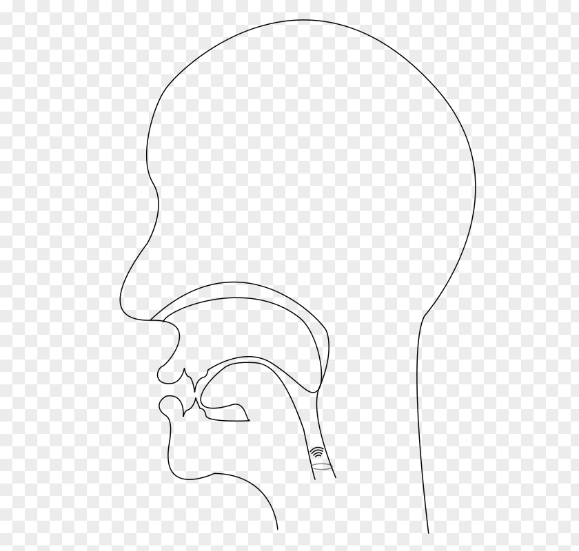 Section Vector Drawing Line Art PNG