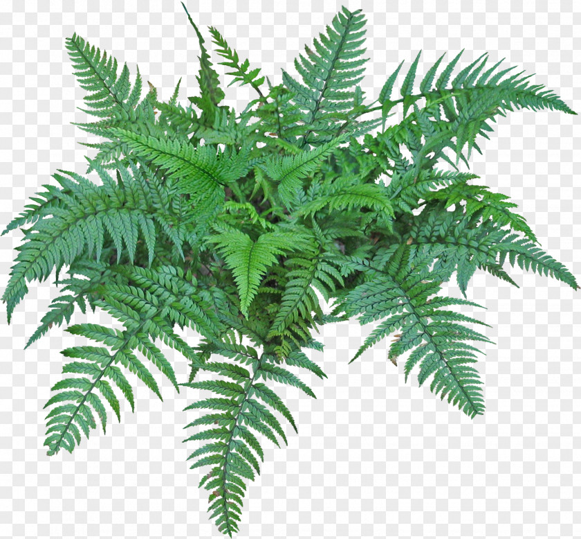 Tropical Plants Fern Burknar Vascular Plant Clip Art PNG