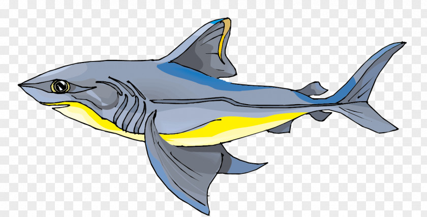 Vector Sharks Material Requiem Shark PNG