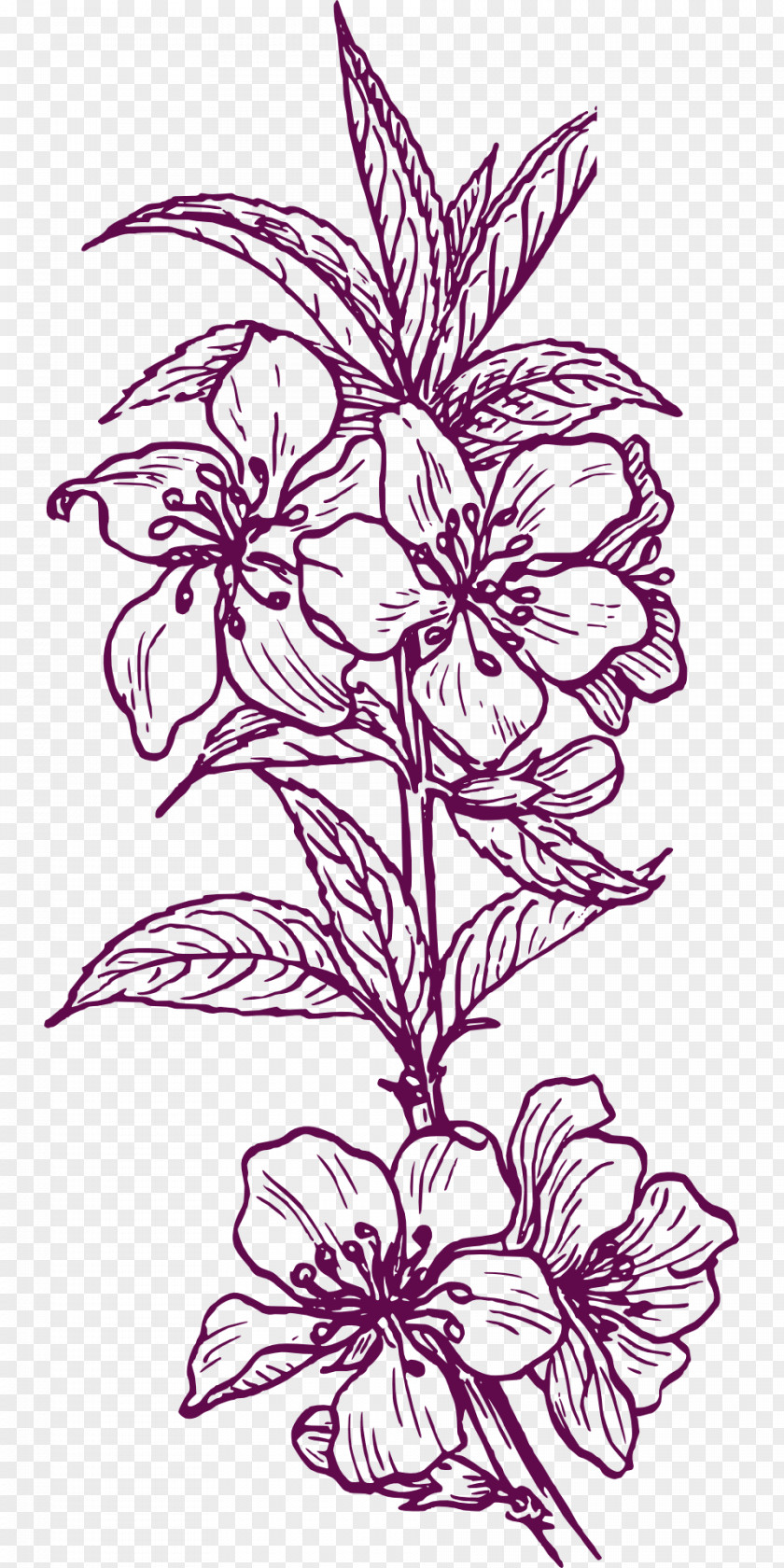 Almond Plant Drawing Clip Art PNG