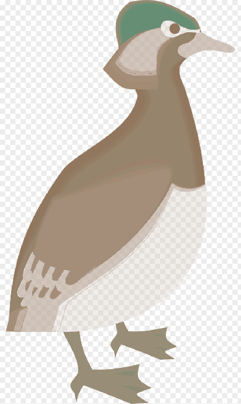Duck Bird Beak Goose Image PNG
