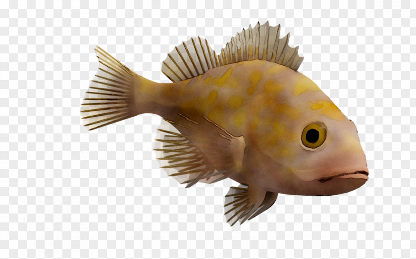 Fauna Fish PNG