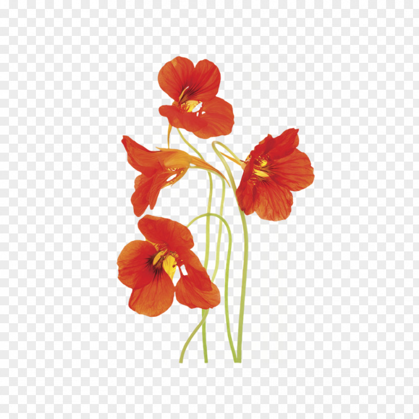 Flower Stock Photography Stock.xchng PNG