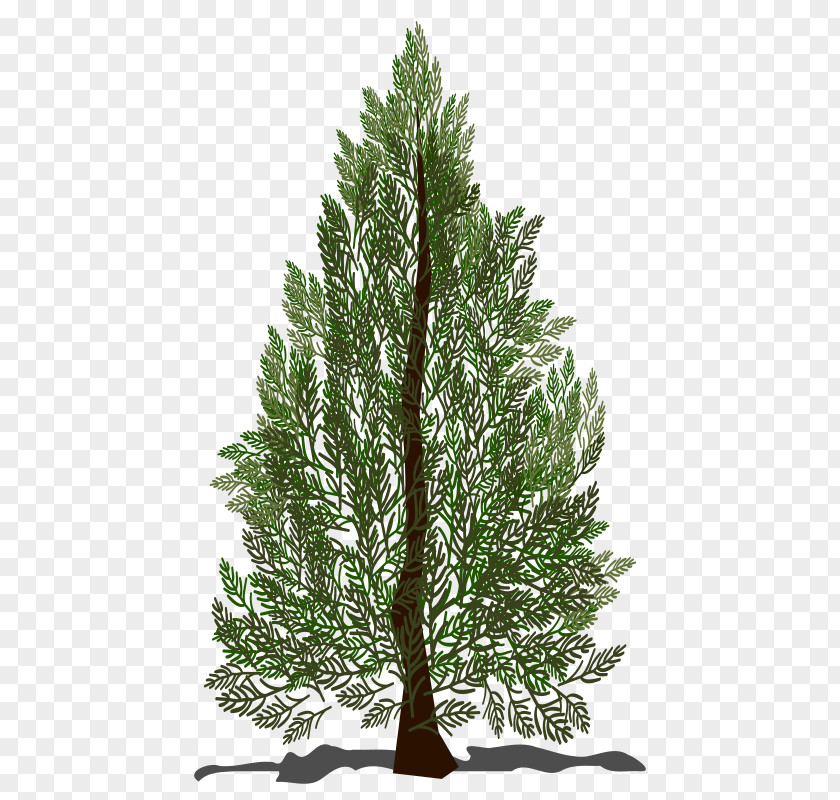 Pine Tree Spruce Fir Clip Art PNG