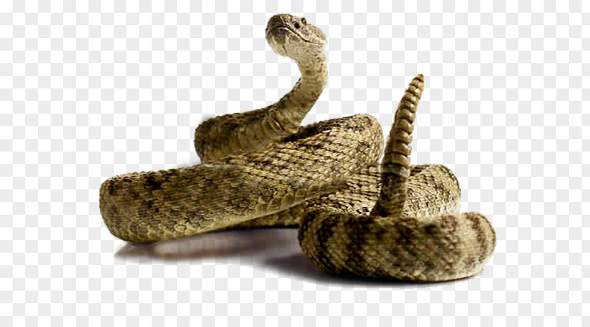 Snale Rattlesnake Clip Art PNG