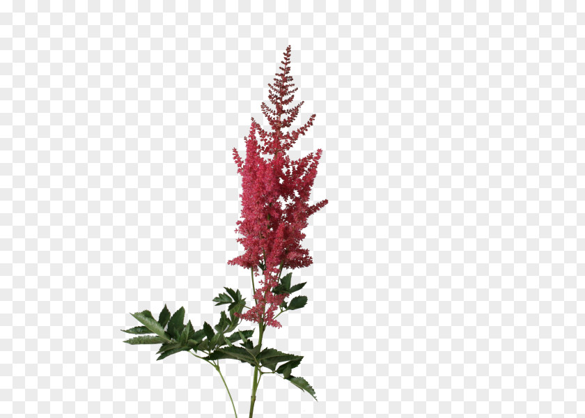 King Spider Orchid Astilbe Arendsii Group Chinese False Buck's Beard Cut Flowers PNG