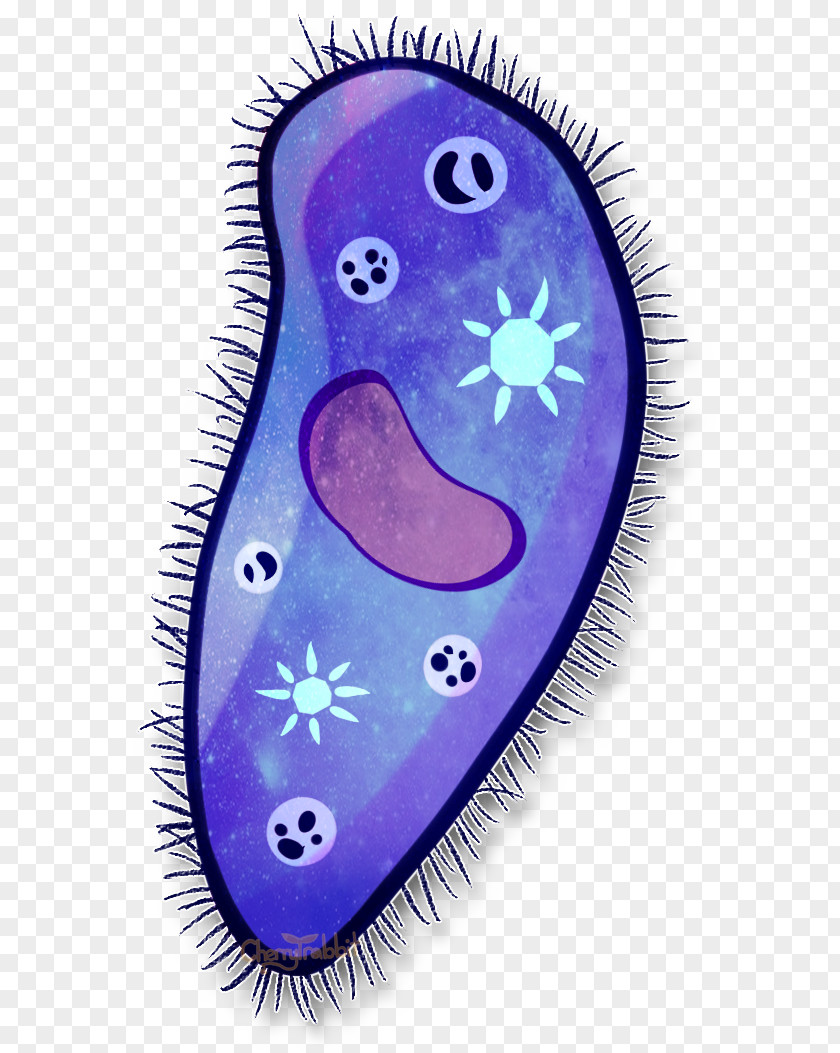 Paramecium Bursaria Drawing Cell Painting Amoeba PNG