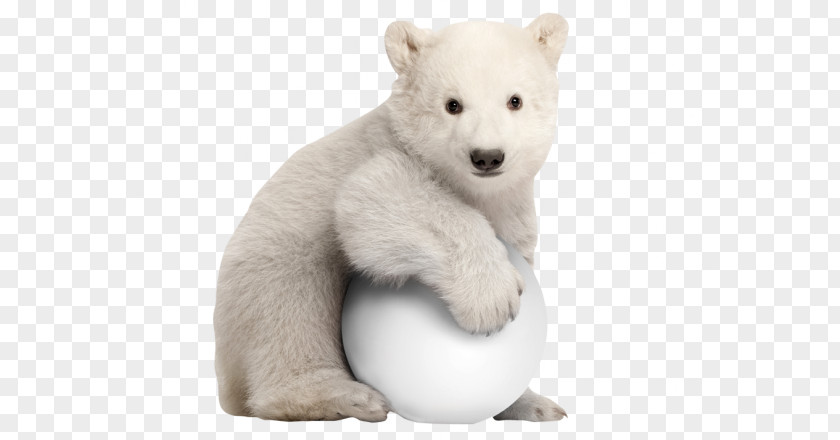 Polar Bear Stock Photography Royalty-free PNG