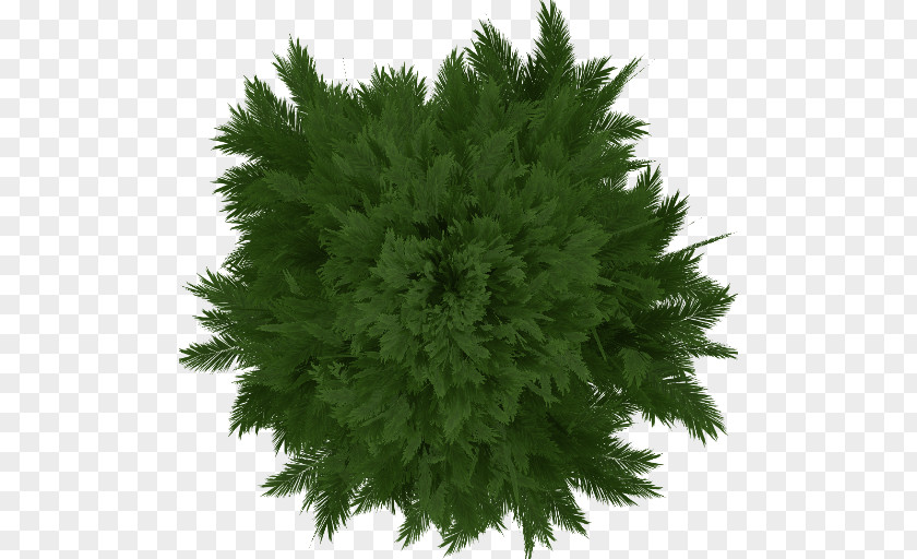 Tree Dungeons & Dragons Eastern White Pine Evergreen PNG