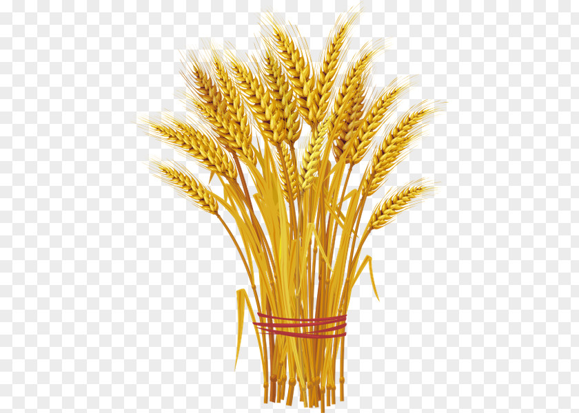 Wheat Onslow Feed & Grain Ear Royalty-free PNG