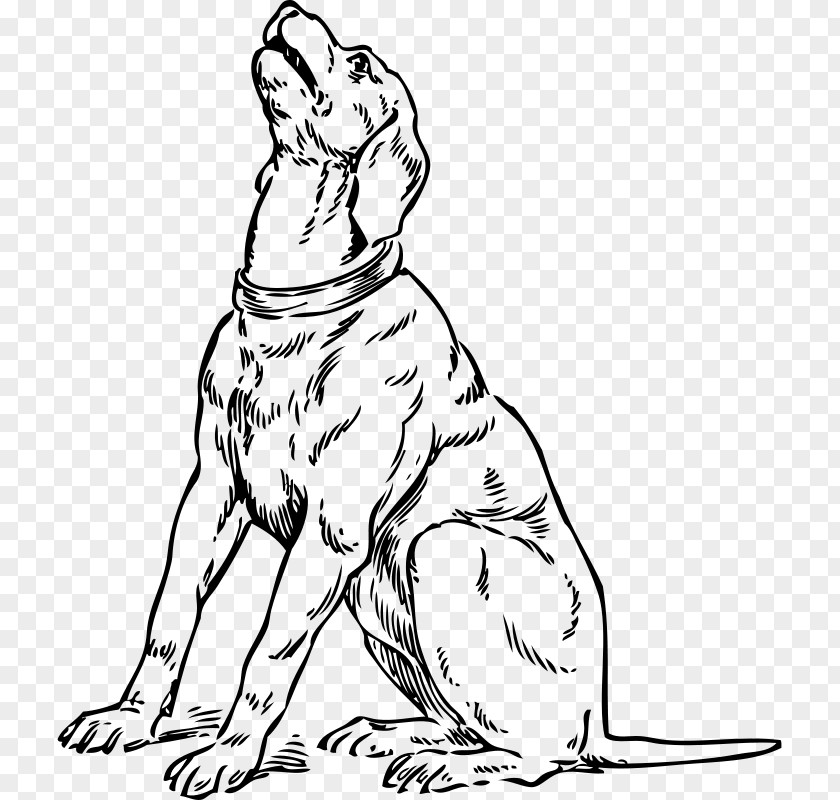 Dog Line Art Dachshund Basset Hound Beagle Maltese Clumber Spaniel PNG