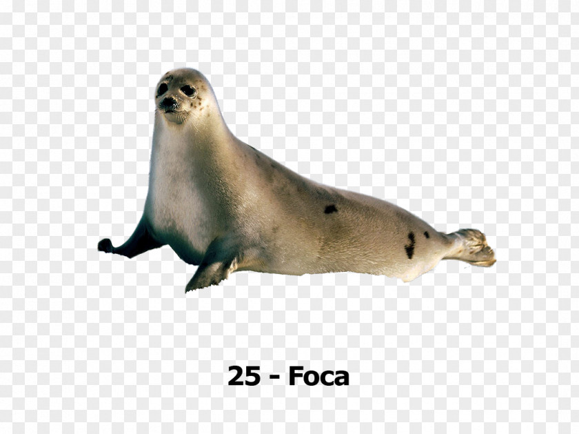 Harbor Seal Earless Sea Lion Crabeater 0 PNG