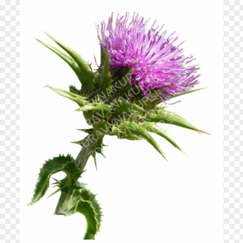 Milk Icon Thistle Medicine Herb Medicinal Plants PNG