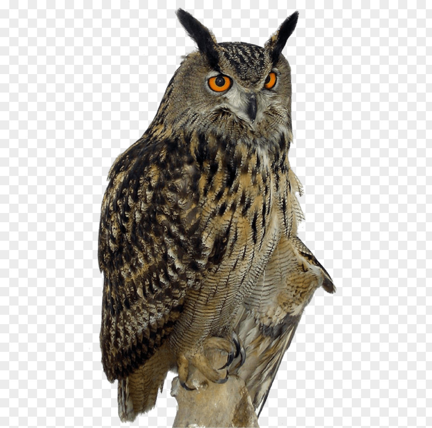 Owl Barred Clip Art PNG