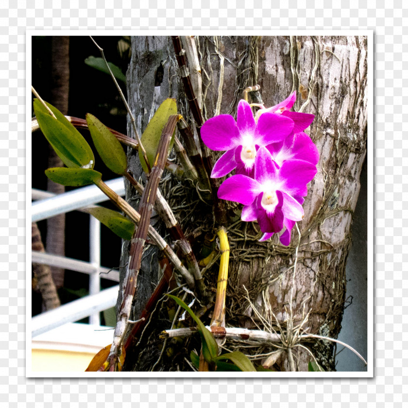 Violet Dendrobium Cattleya Orchids Flora Moth PNG
