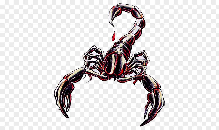 Alice No Pais Das Maravilhas Scorpion Animal PNG