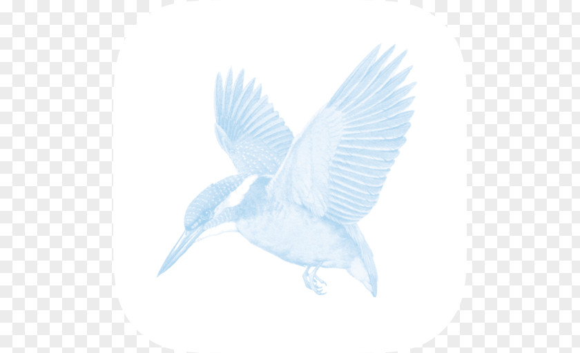 Cima Vector Beak Bird Wing Feather Kingfisher PNG