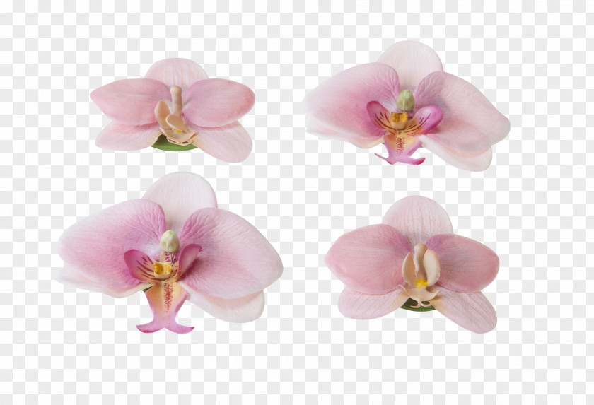 Floating Flower Orchids Pond Garden Plant PNG