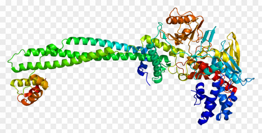 Line AP-1 Transcription Factor Organism Clip Art PNG