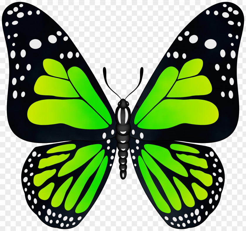 Monarch Butterfly Symmetry PNG