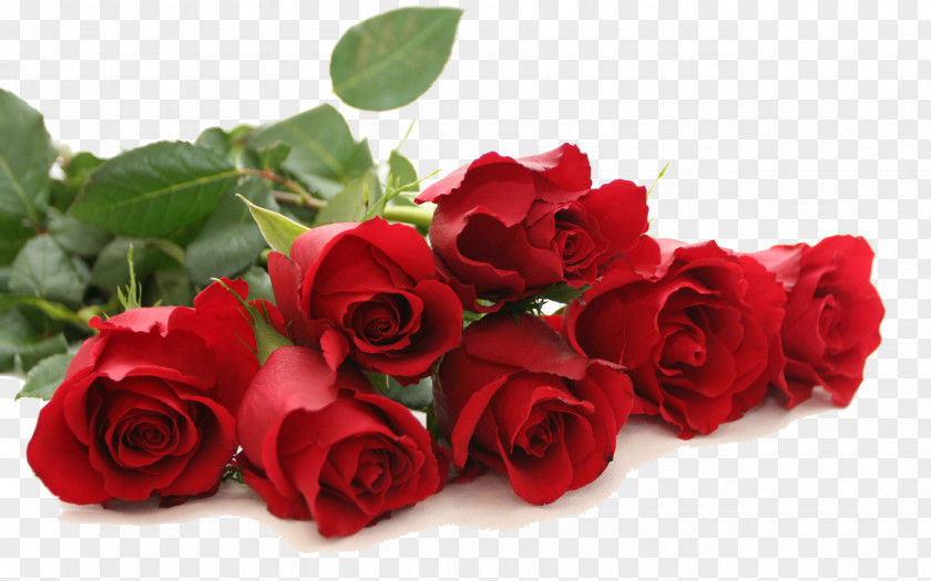 Red Rose Free Download Flower Wallpaper PNG