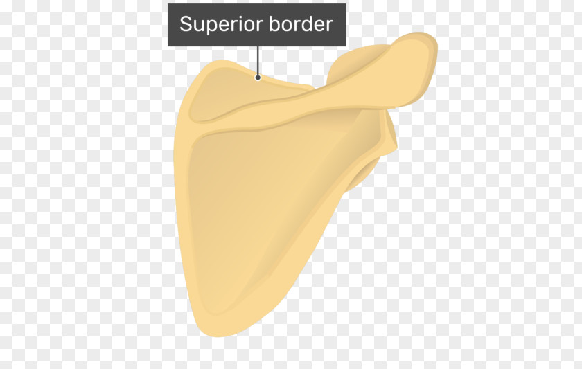 Scapula Surface Anatomy Humerus Bone PNG