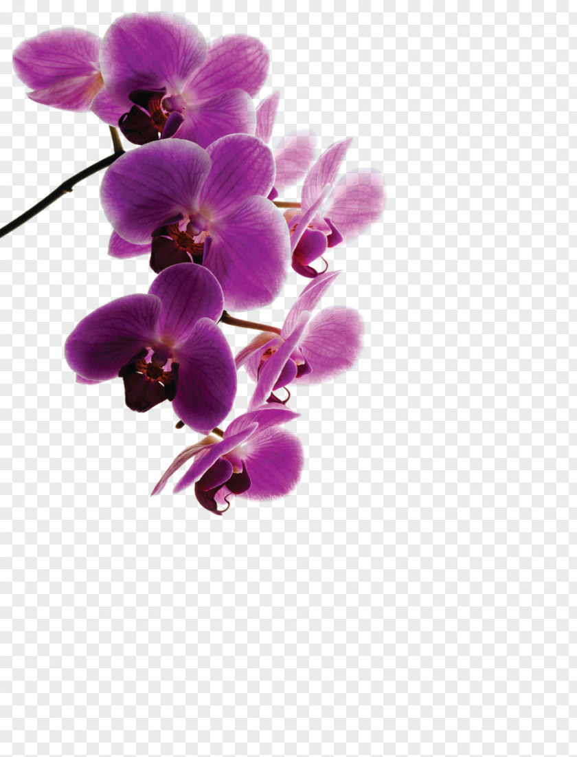 Flower Violet Purple Plant Petal PNG