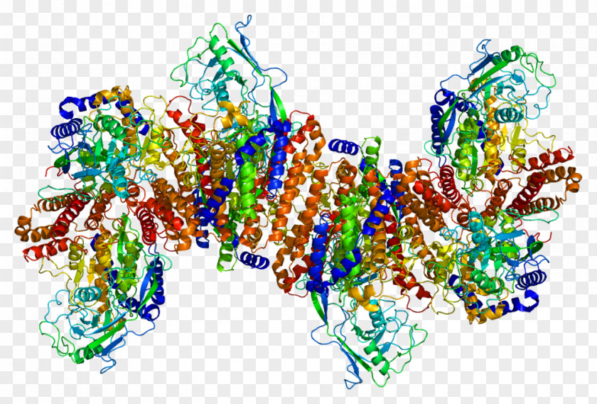 Iron Transferrin Receptor 1 Protein 2 PNG