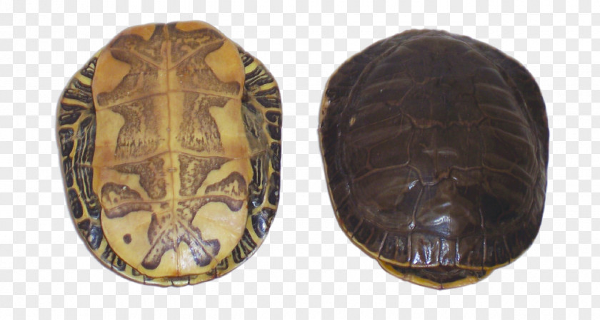 Painted Turtle Box Turtles Tortoise PNG
