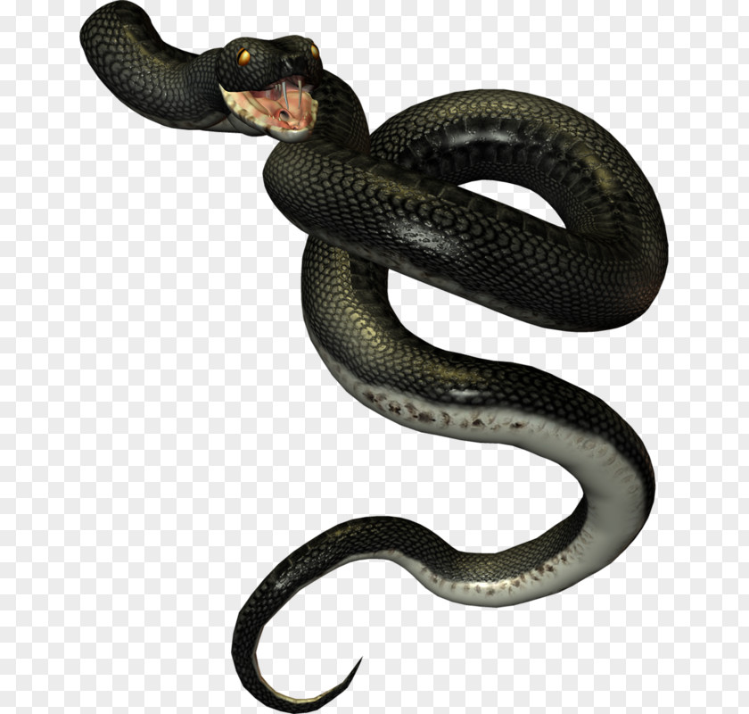Snake Kingsnakes Rattlesnake PNG