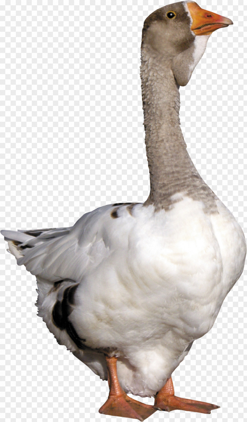Grey Goose Duck PNG