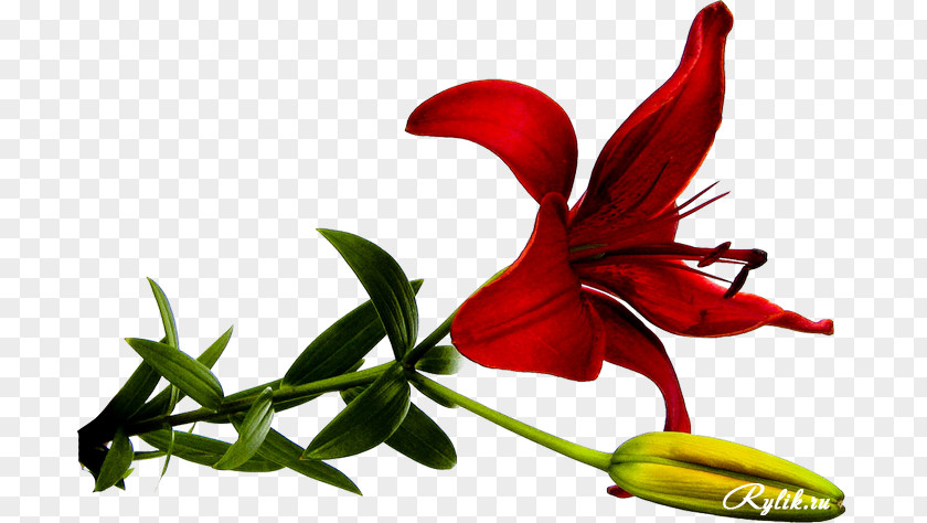 Lily Flower Image Drawing Red PNG