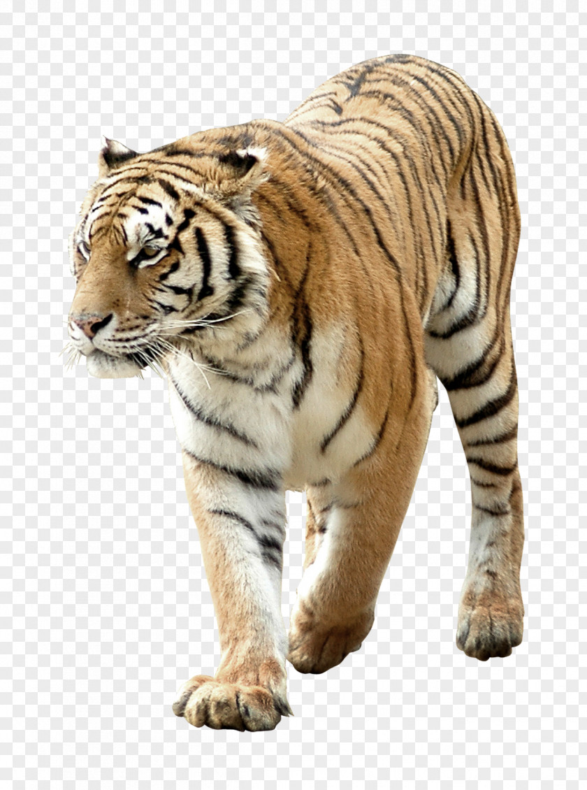 Serious Tiger Paper Sticker PNG