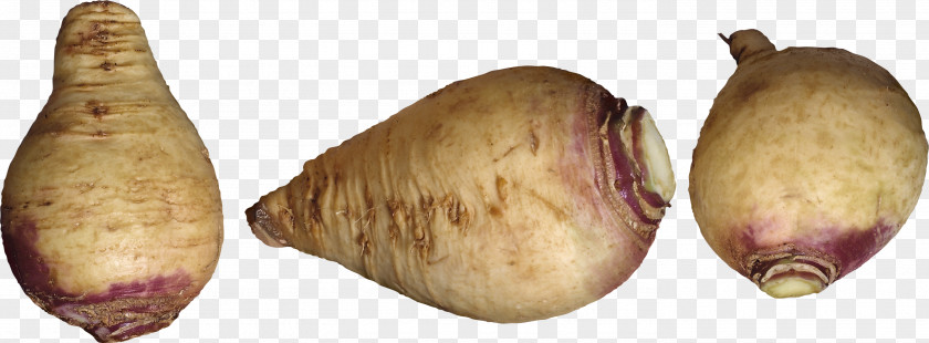 Shallot Pig's Ear Tuber Turnip PNG