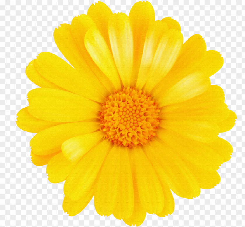 Flower Stock Photography Common Daisy Yellow PNG