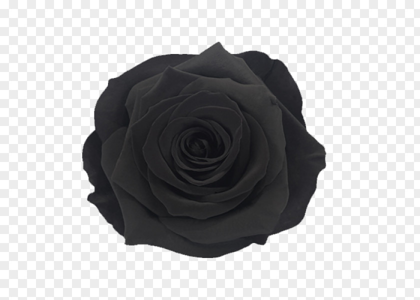 Hybrid Tea Rose Artificial Flower Black And White PNG