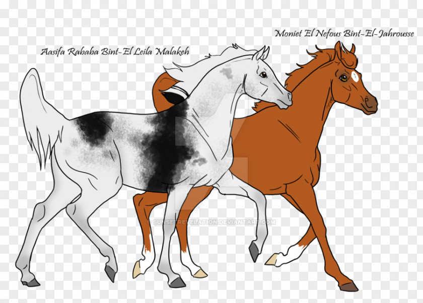 Mustang Foal Colt Stallion Bridle PNG
