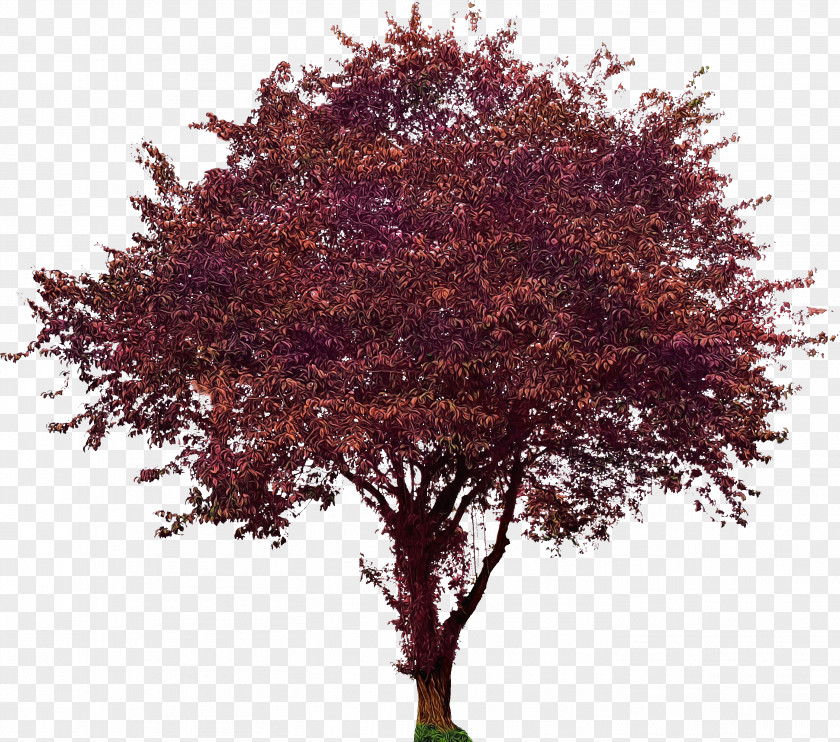 Soapberry Family Flower Tree Plant Woody Leaf Maple PNG