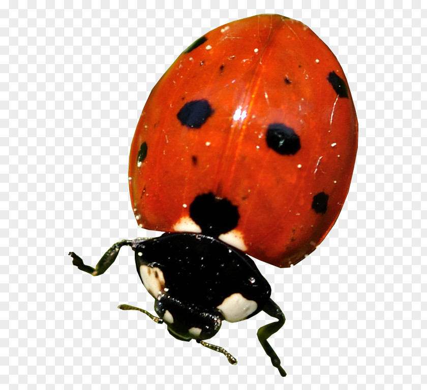 Beetle Ladybird Clip Art File Format PNG