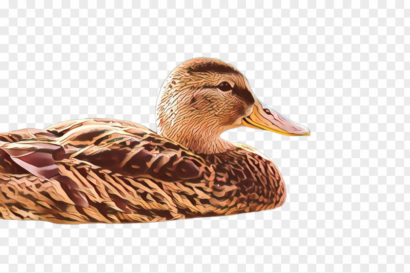 Bird Duck Water Mallard Ducks, Geese And Swans PNG