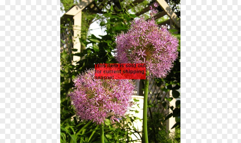 Bulb Onion Shrub Annual Plant Genus PNG